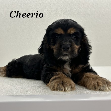 puppy, for, sale, Cocker Spaniel, Joe & Cherri  Overlease, dog, breeder, Miller, MO, dog-breeder, puppy-for-sale, forsale, nearby, find, puppyfind, locator, puppylocator, aca